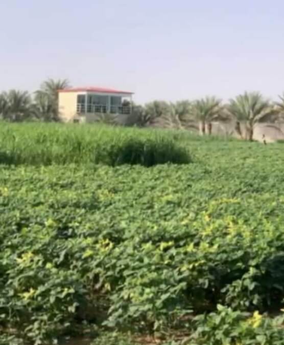 للبيع مزرعة في مدينة العين أبو ظبي