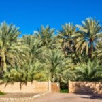 للبيع مزعة سكنية في أبو ظبي| العين | For Sale 1. Farm in Abu Dhabi| Al Ain