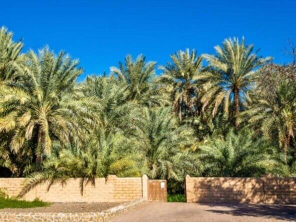للبيع مزعة سكنية في أبو ظبي| العين | For Sale 1. Farm in Abu Dhabi| Al Ain